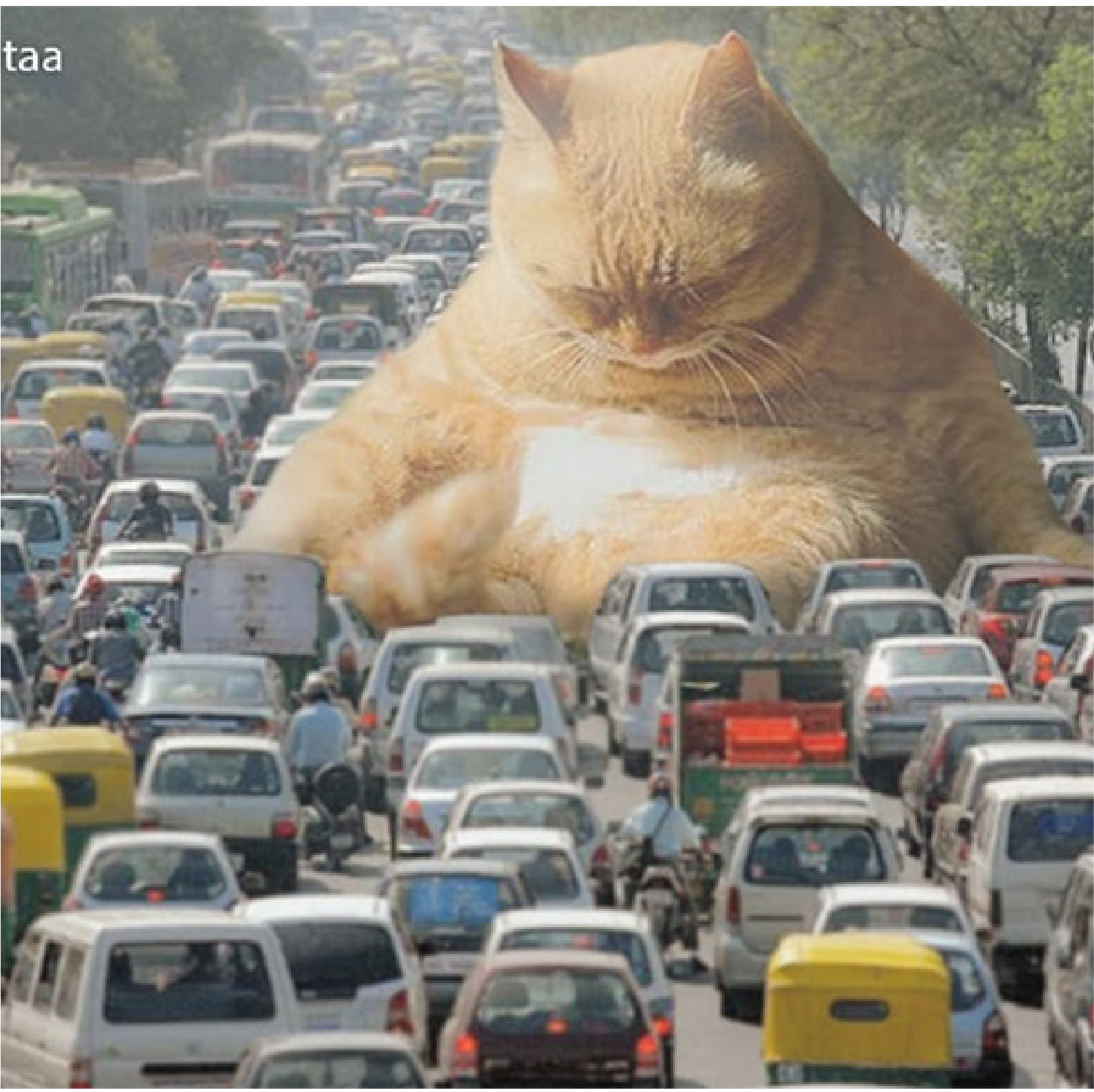 Cat sleeping in traffic