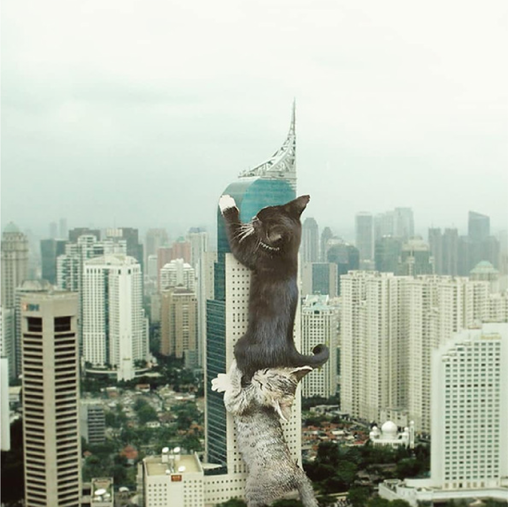 Cat climbing skyscraper
