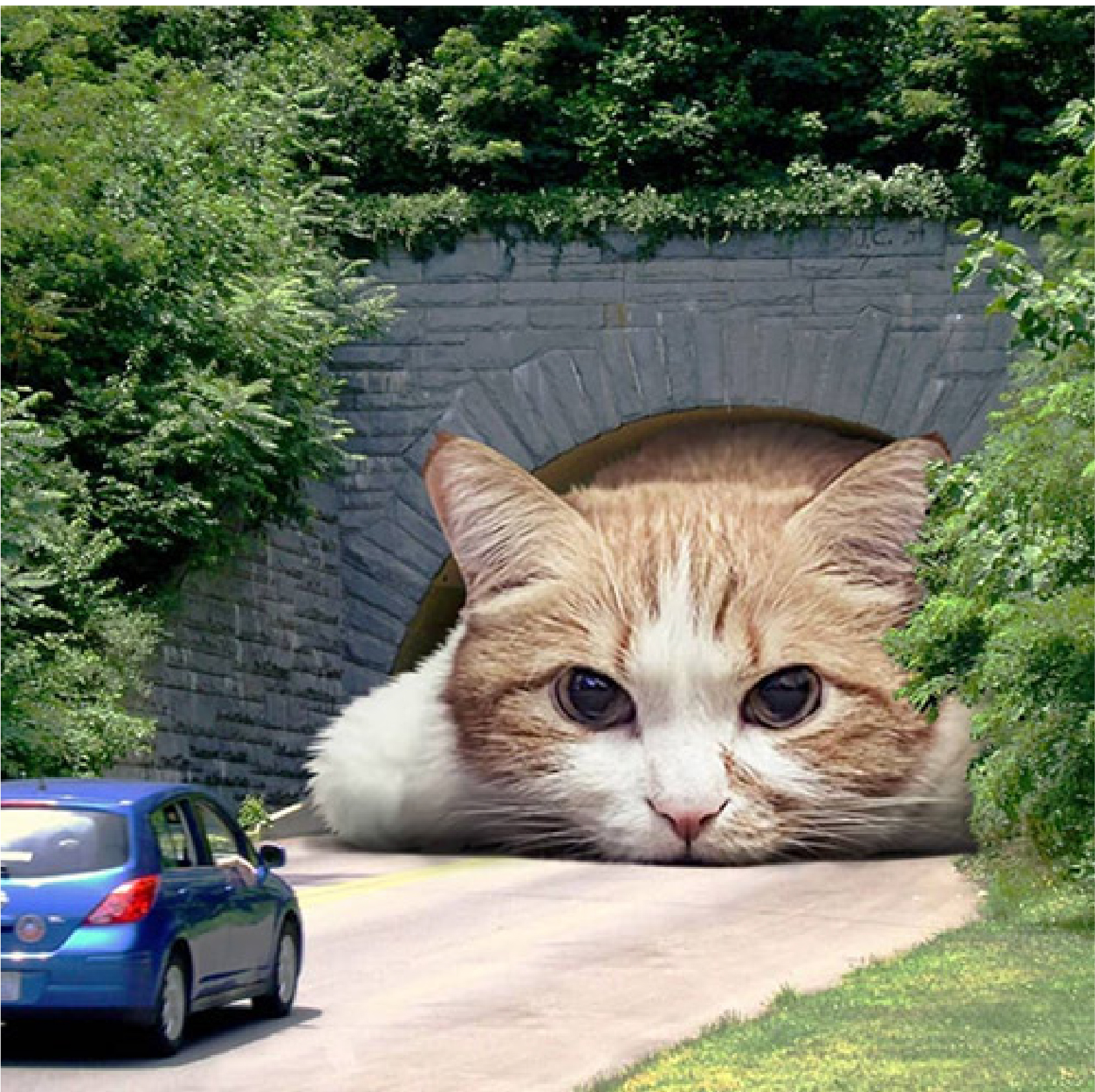 Cat in a tunnel