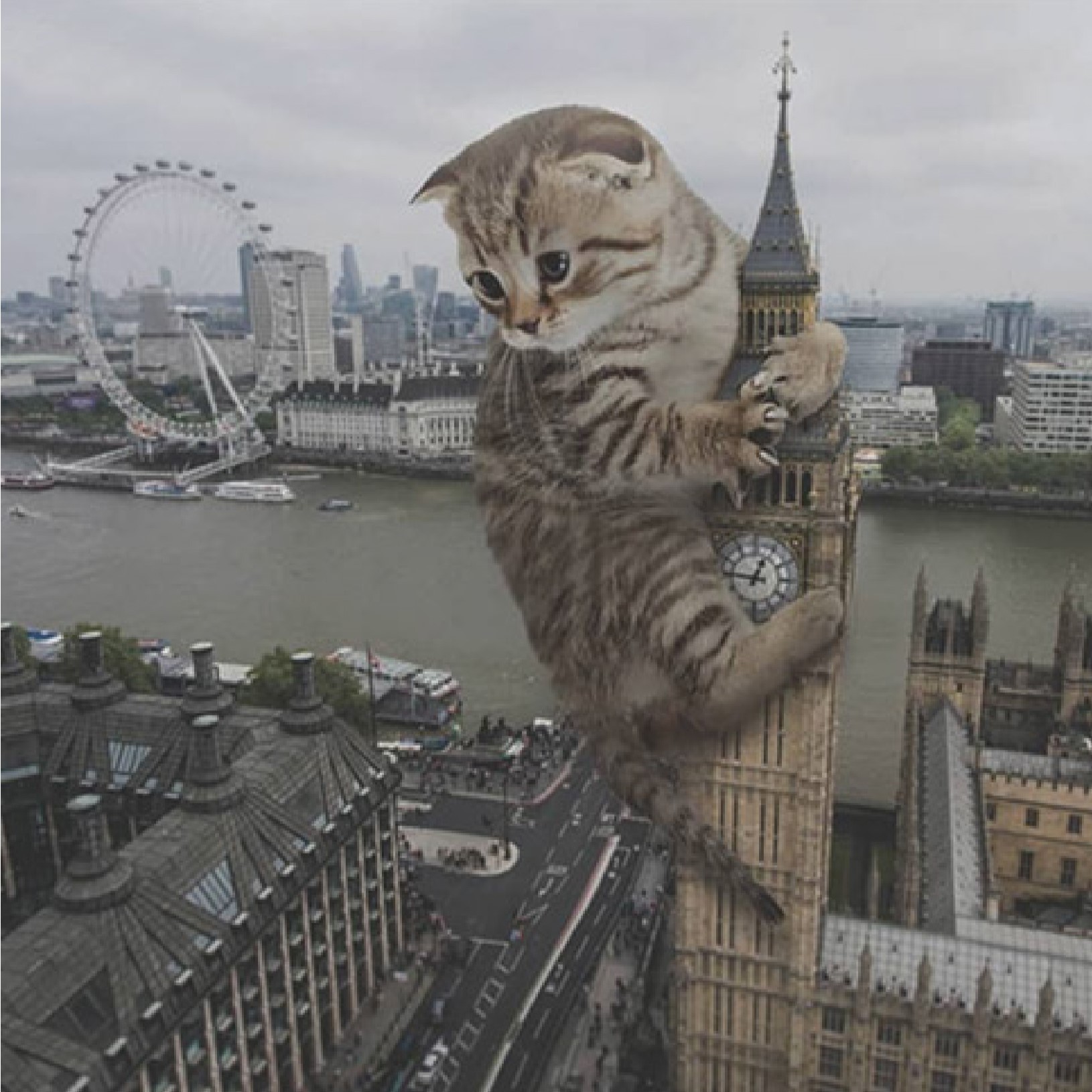 Picture of a Giant Cat