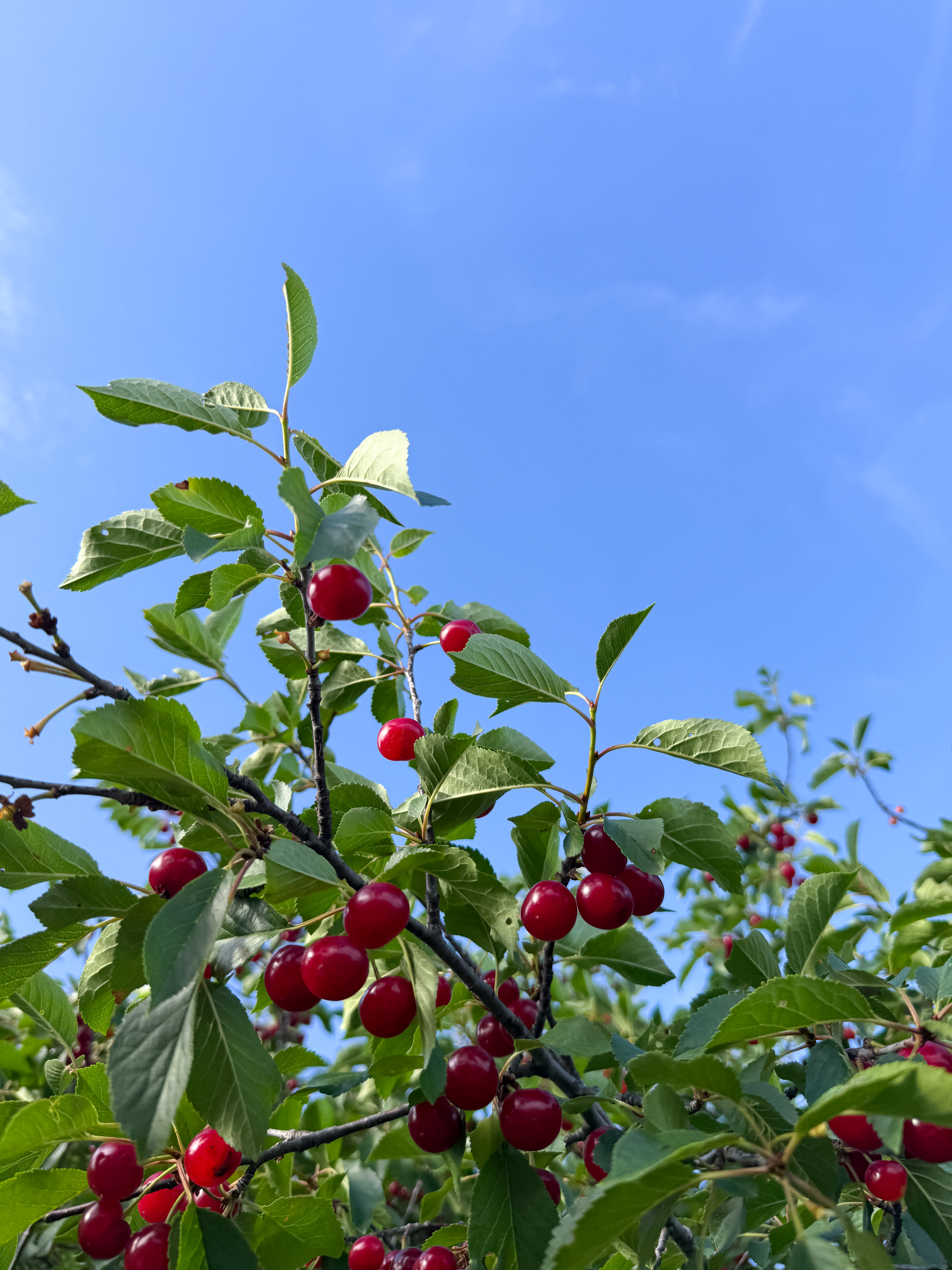 Cherry tree
