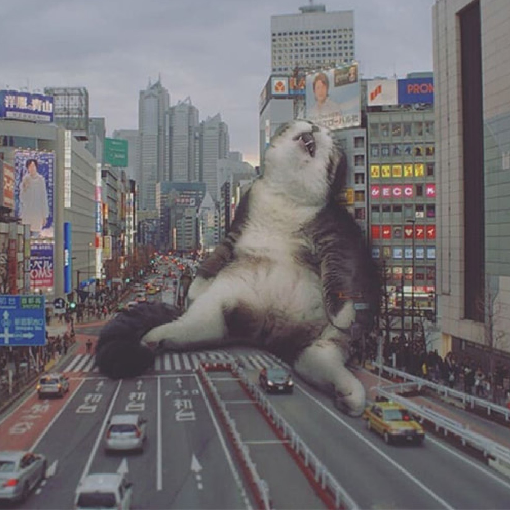 Cat sleeping in traffic