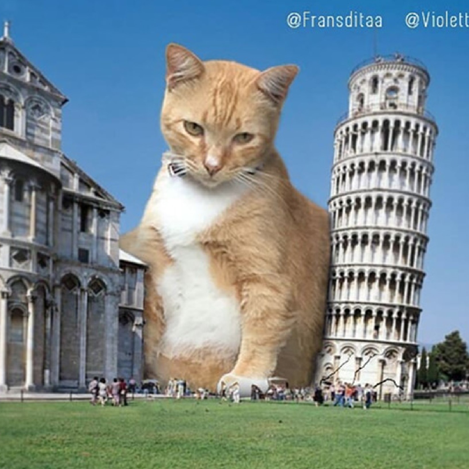 Cat at Leaning Tower of Pisa