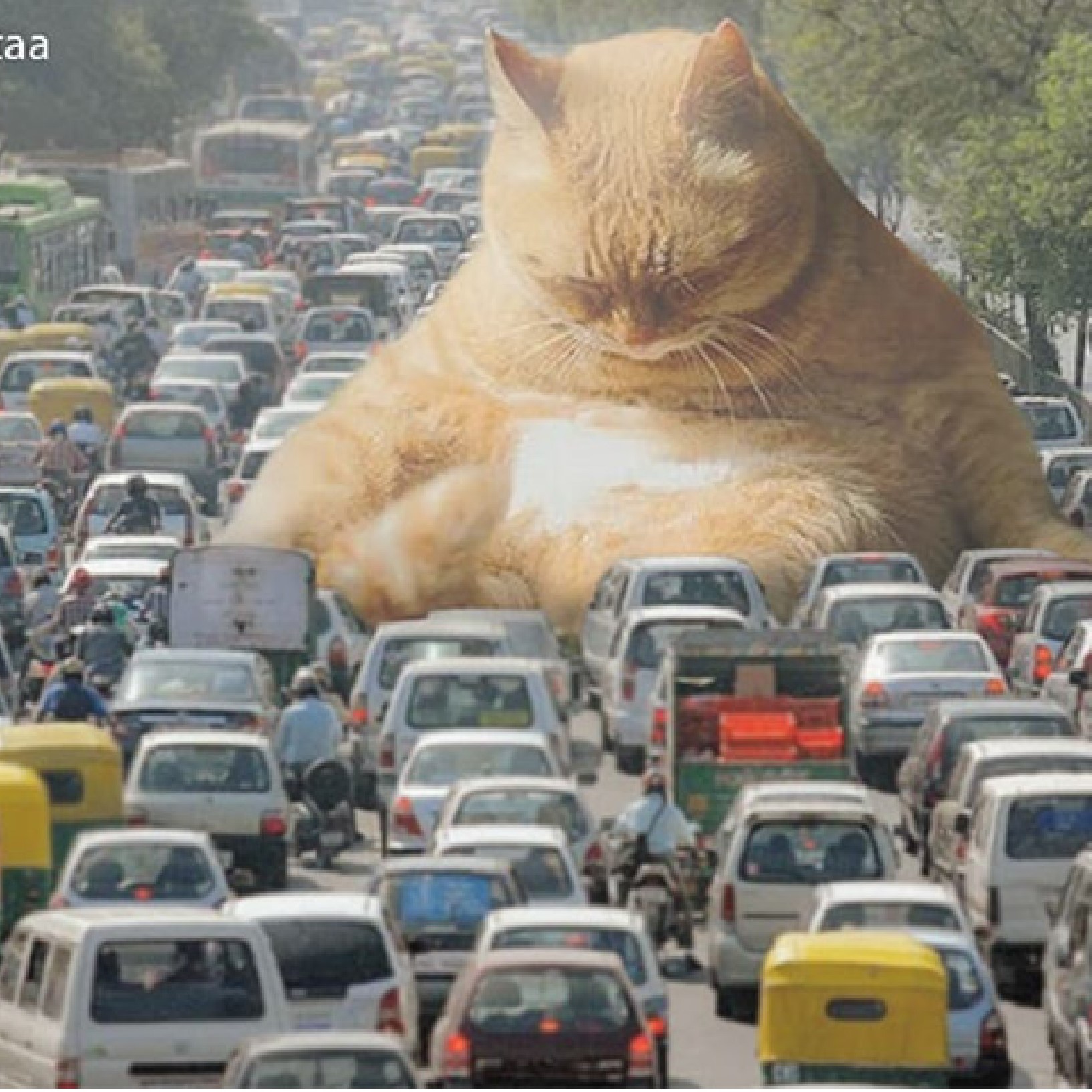 cat causing a traffic jam