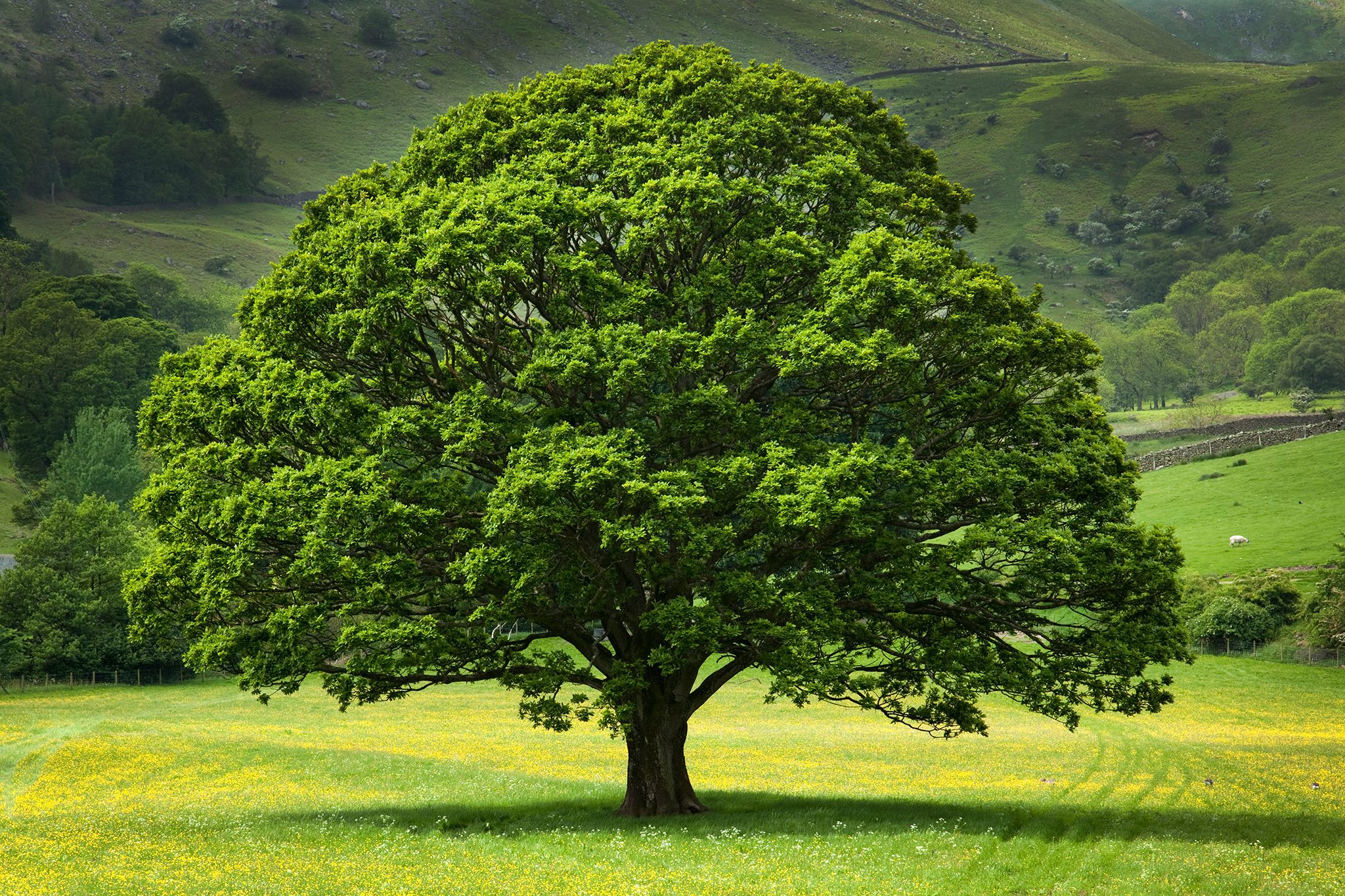 tree
