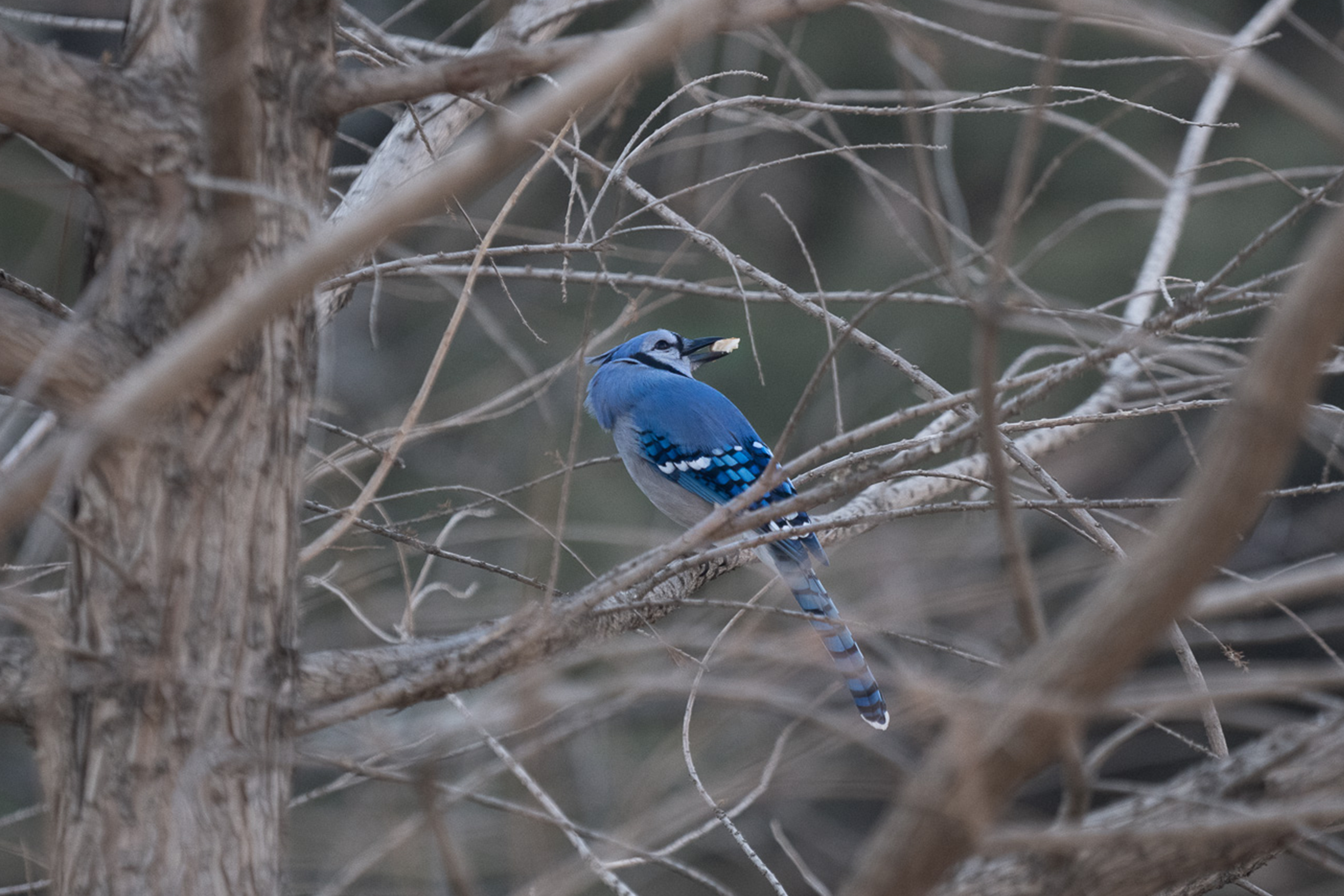 awesome bird in a tree