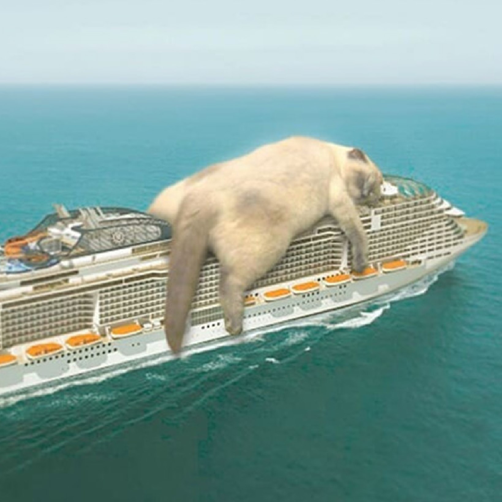 cat sleeping on cruise
