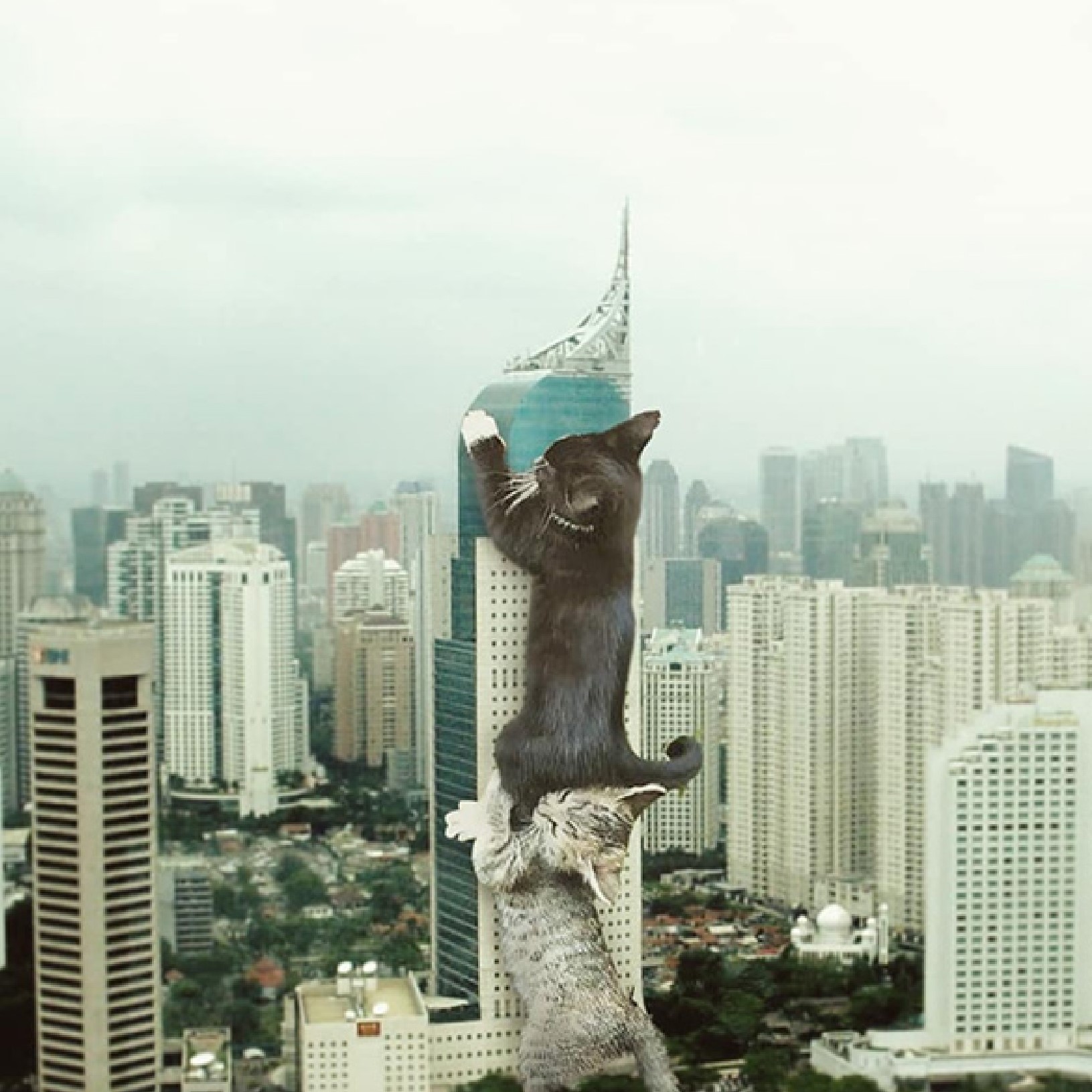 Cat in traffic